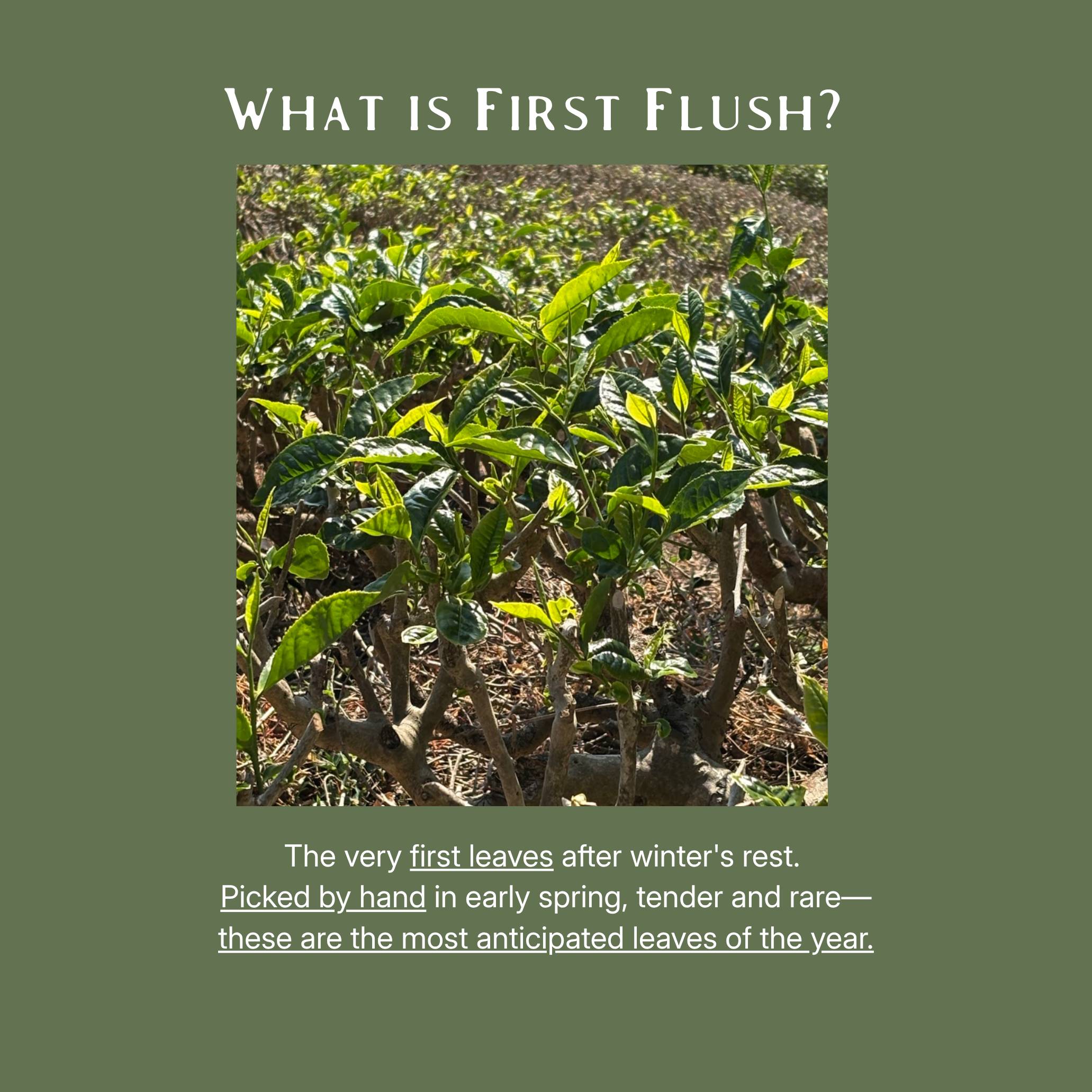 Darjeeling Tea Flight | April 18