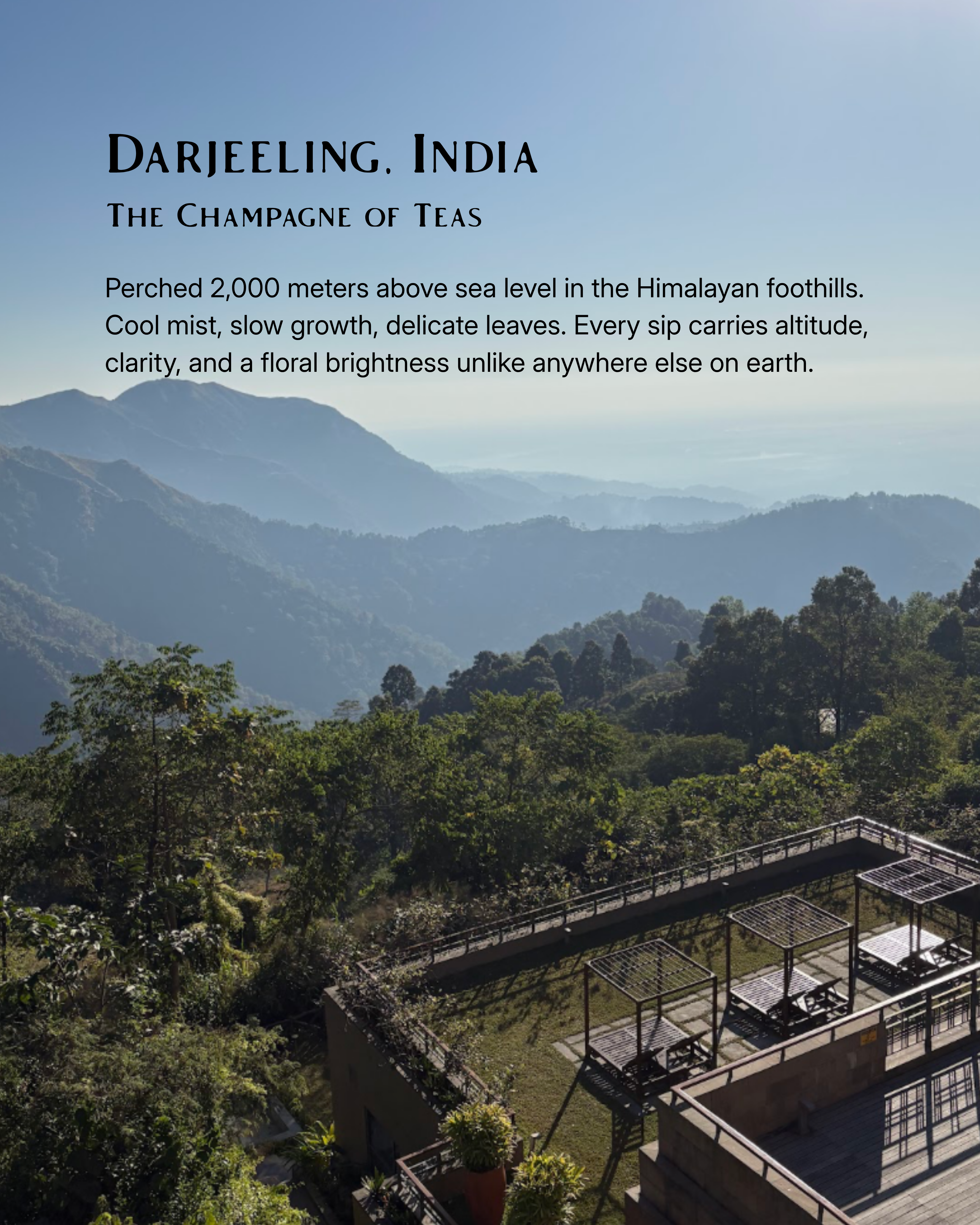 Darjeeling Tea Flight Pop-up @ Shizu QC | May 8