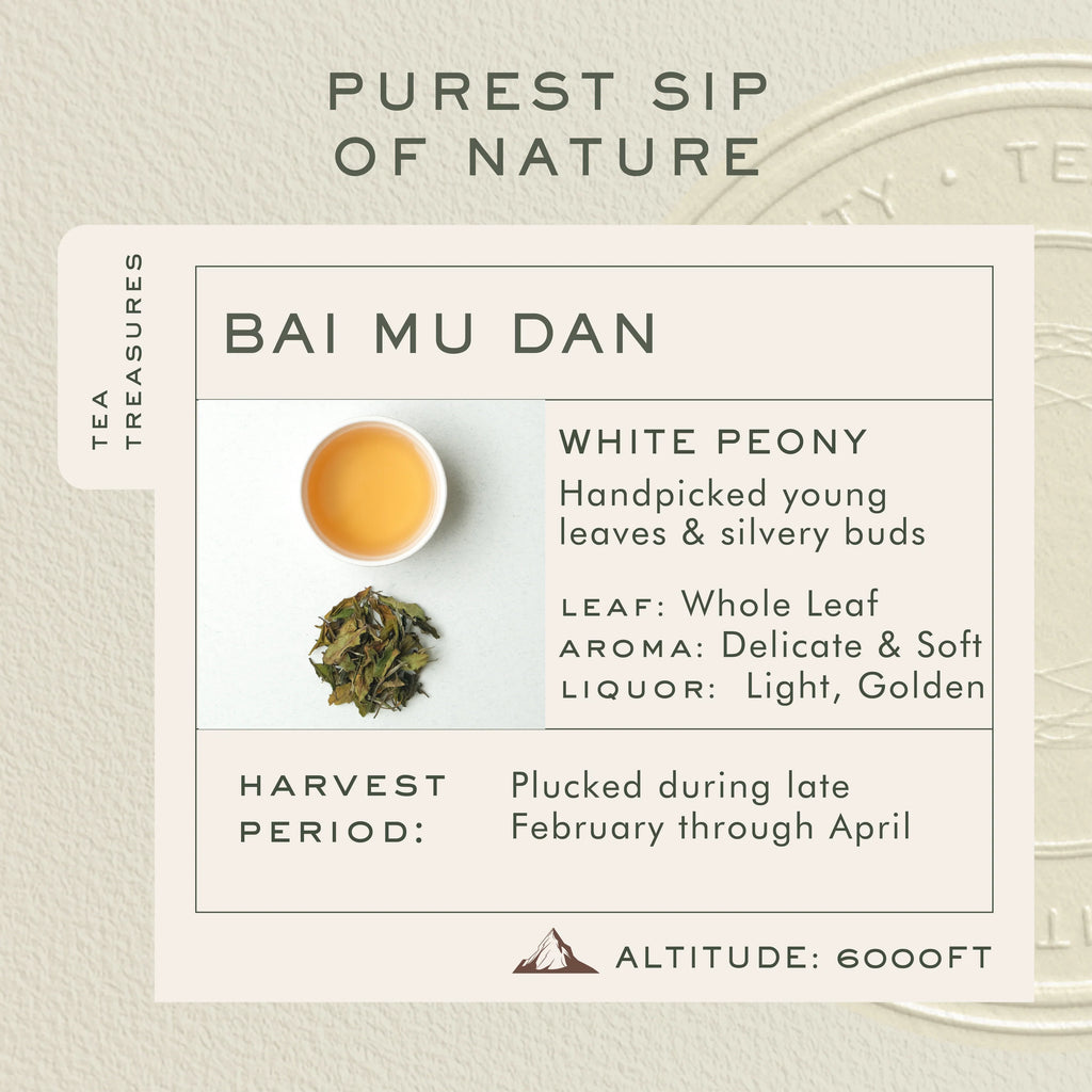 Makaibari Himalayan Spring | 100g Loose Tin Caddy | First Flush Tea